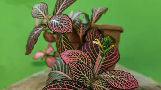 Keep Leaf Checks Visible While Planning New Houseplant Quarantine