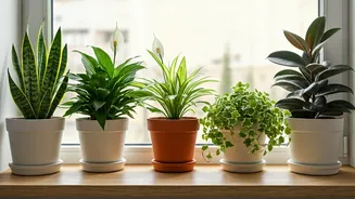 Breathe Easy: 5 Houseplants for Cleaner Air in Delhi Homes