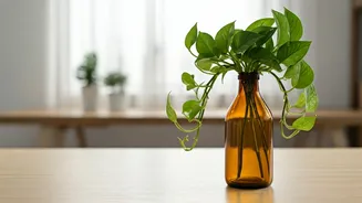 Pothos In Amber Glass Bottles Is Ultimate Green Desktop Accessory