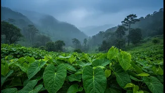 Rain-Friendly Activities Can Keep A Western Ghats Holiday From Feeling Cancelled