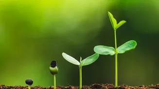 Understanding Step Up Mutual Funds How Five Percent Annual Top Ups Grow Portfolio