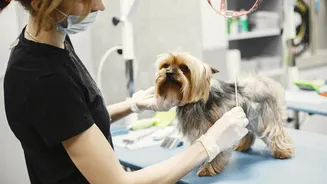 How to care for pets in an eco-friendly way