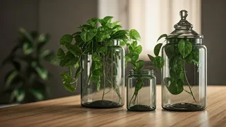 Aesthetic Workspaces Trend: Trailing Money Plants Inside Apothecary Glass Jars