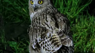 Lucknow’s Urban Night Safari Could Offer A Rare Glimpse Into Nocturnal Wildlife