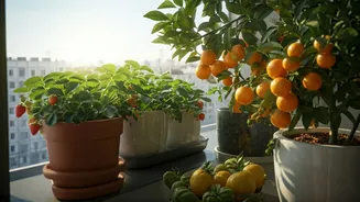 Fruit Growing Has Entered The Balcony Chat