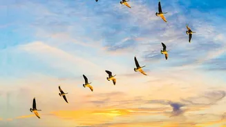 Conservation Gaps Leave Migratory Birds Vulnerable Across Long-Distance Routes