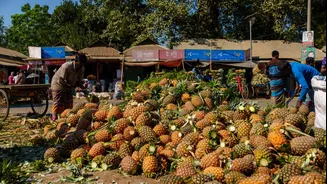 Tripura Global Pineapple Festival Showcases State's Agricultural and Cultural Strengths