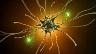 Ayurveda's Potential in Parkinson's Care: Exploring Mechanisms and Research Insights
