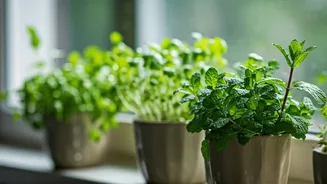 No Backyard? Indians Are Growing Herbs Anyway