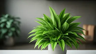 Simple Ways To Keep Indoor Plants Healthy All Season
