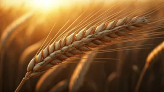 Baisakhi 2026: Unveiling the Vibrant Harvest Festival, Its Rich History, and Profound Significance