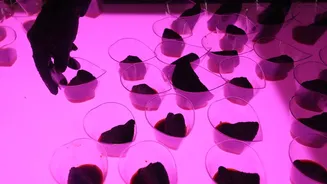 Social Media's Impact on Food Festivals: A Shift in Culinary Celebrations