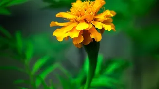 How To Protect October Plants Like Marigolds And Chrysanthemums From Late Autumn Pests