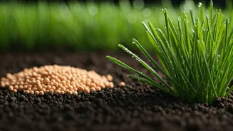 Spring Lawn Care: To Fertilize or Not? Expert Insights for a Greener Yard