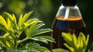 Liquid Seaweed Concentrates Protect Balcony Foliage Against Heavy Afternoon Humidity
