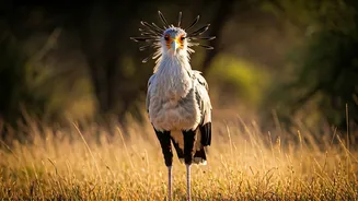 Feathered Fury: Unveiling the Planet's Most Lethal Avian Predators
