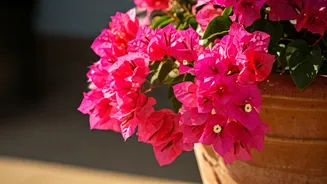 Bougainvillea Blooms: The Art of Tough Love for Vibrant Flowers