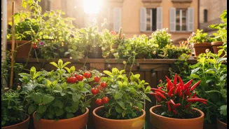 A Few Reliable Edibles Can Make Balcony Care More Rewarding