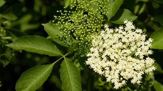 5 amazing benefits of eating elderflower daily