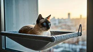 Window Hammocks Are Changing The High-Rise Feline Lifestyle Game