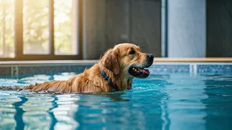 Keep Dogs Cool This Weekend Booking Indoor Pool Boarding Packages