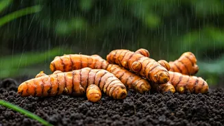 Turmeric Is The Monsoon Crop With Benefits