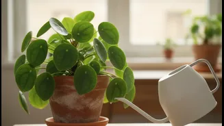 Reduce Watering Frequency Before Reducing Light During The Rainy Season