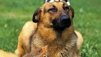 India's Pet-Service Boom Makes Staff Ratios a Useful Question