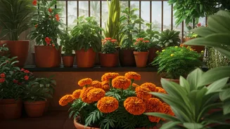 Your Balcony Needs Local Plants