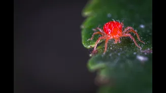 How to Protect Your Home from Dust Mites and Allergens