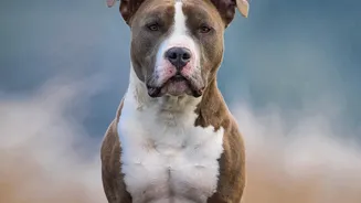 Repeated Product Switching Can Delay the Real Cause of a Pet's Itch