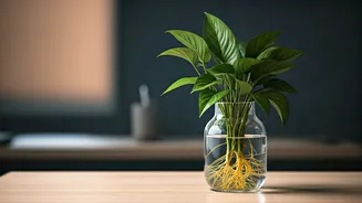 Transform Workstation Desks Displaying Clear Glass Money Plant Propagation Vessels