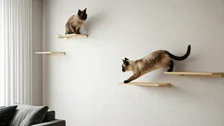 Build Structural Cat Climbing Walks To Improve Vertical Territory