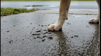 How Humid Weather Multiplies Fungal Spore Counts On Wet Sidewalks Endangering Dog Paws