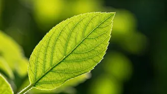 Plants' Breath: A Revolutionary Glimpse Inside