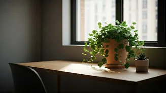 Start Productive Green Sanctuary Inside Small Urban Rooms Easily Now