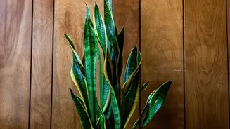 Why Snake Plants and Peace Lilies are top low-maintenance indoor air-purifying plants for small bedrooms