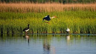 Top 5 Wetlands: India's Hidden Wildlife Havens