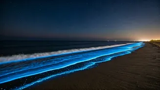 Karnataka Coastal Beaches Glow at Night With Rare Bioluminescence Trend