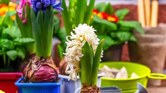 The Latest August Gardening Advice: A Practical Look At Root Health