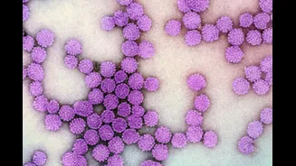 Nova injeção contra hepatite B elimina vírus em até 20% dos casos