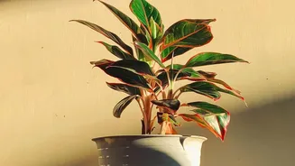Add A Separate Start To Every Plan For New Houseplant Quarantine