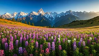 Uttarakhand's Bloom Season Is Officially Worth Planning