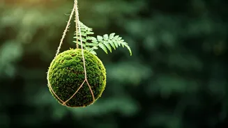 Make Your Own Hanging Kokedama Moss Balls This Weekend