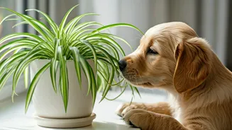 Spider Plants Are Declared Best Green Asset For Dogs