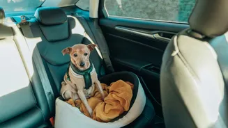Saiba como transportar cães e gatos sem perder pontos na CNH e evitar acidentes