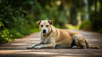 Dog Days in Kerala: A Stray Animal Conundrum