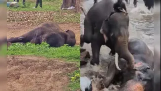 Turista morre pisoteada por elefante na Índia