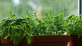 Kitchen Gardening Is Trending This Rainy Season