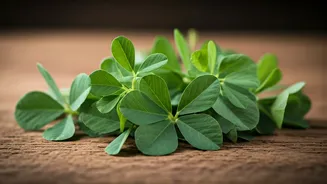 Fenugreek Leaves Are Built For Indian Comfort Food